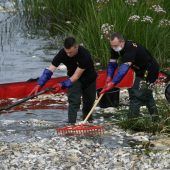 Fischsterben in der Oder: Taskforce soll jetzt Ursache klären