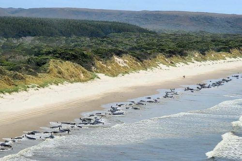 Am Ocean Beach in Tasmanien sind 230 Wale gestrandet. AFP