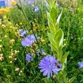 Artenvielfalt im eigenen Garten