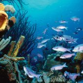 Steigender Meeresspiegel: Bonaire will Niederlande klagen