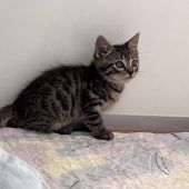 Katzenbaby vor sicherem Tod aus Regenrinne gerettet