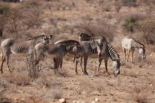 Bei Dürre suchen gefährdete Grevyzebras im Samburu-Nationalpark in Kenia nach Nahrung. Reuters