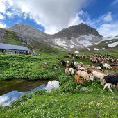 Ein Alpsommer in bewegten Bildern