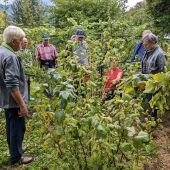 Tipps und Tricks zum richtigen Beerenschnitt