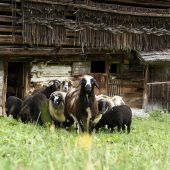 Gourmettage vom Montafoner Steinschaflamm