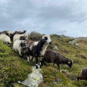Friedlicher Sommer mit Beigeschmack