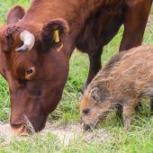 Kuhherde zieht junges Wildschwein auf