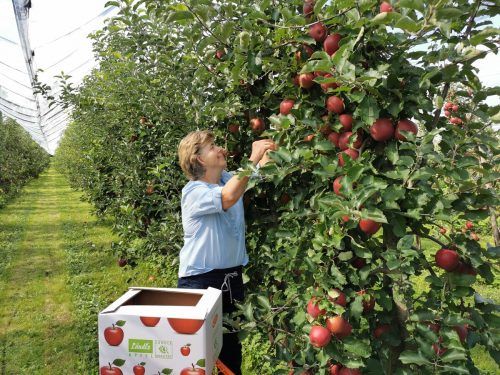 Evi Witzemann freut sich über die Ernte.  LÄNDLE QUALITÄTSPRODUKTE MARKETING GMBH