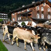 Termine. Alpabtriebe im Montafon