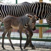 Hübsches Zebrakind