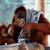 Was Mama wohl frisst?