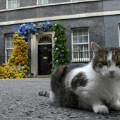 Der Kater, dem die Briten vertrauen