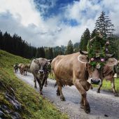 SCHAFSCHEIDE GARNERA – Gaschurn