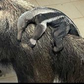 Kleiner Ameisenbär