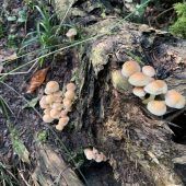 Pilze sicher bestimmen