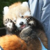 Nachwuchs bei Pandas