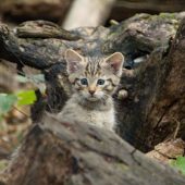 Süße Wildkatze