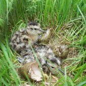 Erfolgreiche Brutsaison: Sechs Brachvögel flügge