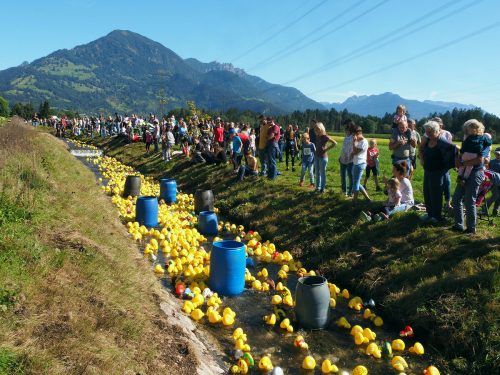 Hunderte Enten im Schwarzbach. Entenrennen Bludesch
