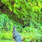 Suche nach ausgebüxtem Känguru