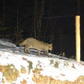 Frei lebende Wildkatze im Ebnitertal entdeckt. Wildbiologen jubeln. »A7