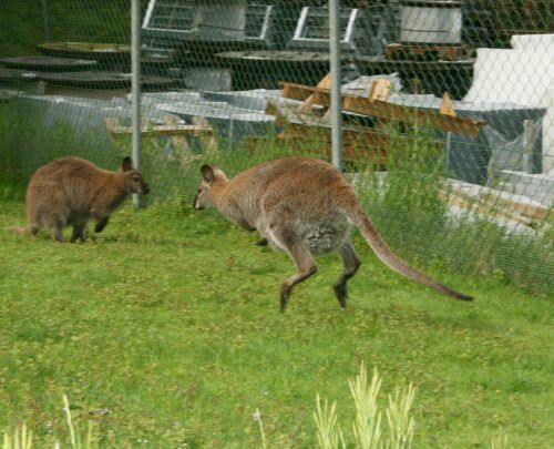 Wieder im Gehege des Doppelmayr-Privatzoos in Wolfurt. VN