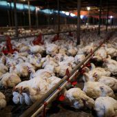 Bisher schwerste Vogelgrippe-Epidemie in Europa