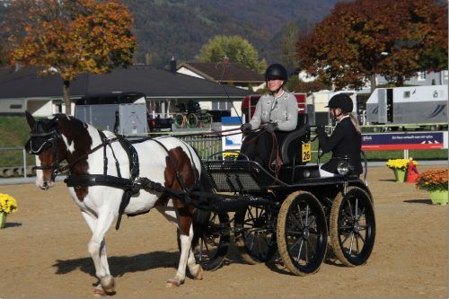 Annika Schratter konnte im Einspännerbewerb ohne Lizenz mit ihrem deutschen Reitpony, das auf den Namen„Little Snowman“ hört, den ersten Platz ergattern. Vn/Tk