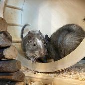 Degu-Junge kommt mit Handicap gut klar