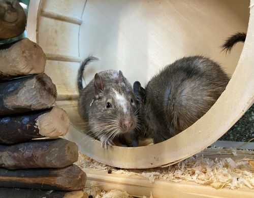 Billy und Willy wollen gemeinsam zu ihren neuen Besitzern ziehen.  TSh
