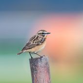 Bedrohtes Braunkehlchen zum Vogel des Jahres 2023 gekürt