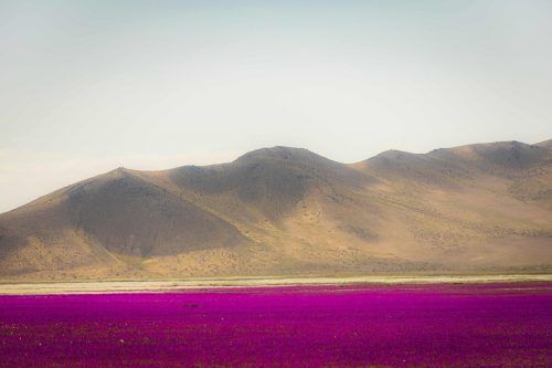 Chiles Präsident Gabriel Boric will einen Nationalpark in der Atacama-Wüste schaffen. Sie blüht nur wenige Wochen im Jahr. AFP