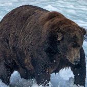 Zahl der Verurteilungen in Österreich leicht gestiegen