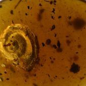 Haarige Schnecke begeistert internationales Forscherteam
