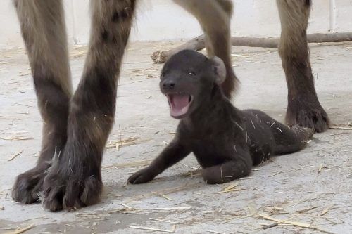 Das Hyänenbaby weicht seinen Weltern nicht von der Seite. ap