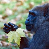 Wildtierbestände sinken drastisch