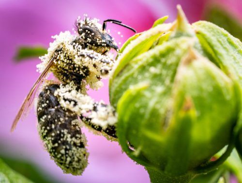 Den Bienen geht es nicht gut. Davon sind auch die Bäuerinnen und Bauern betroffen.  APA , Stephan Wyckoff