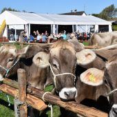 Traditionelles Viehfest in Höchst mit Festzelt