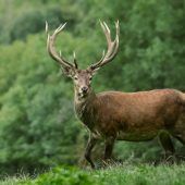 Wildpark ruft zur Spende auf