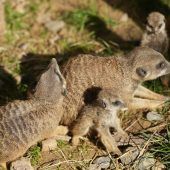Nachwuchs bei den Erdmännchen