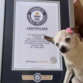Ältester Hund der Welt gestorben