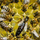 „Schluckimpfung“ für Bienen