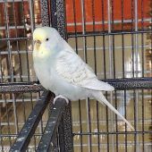 Charmante Seniorin sucht Hundeliebhaber
