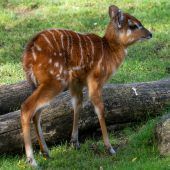 Kleine Antilope