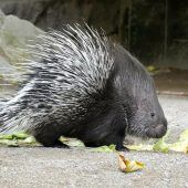 Stacheliger Nachwuchs