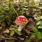 Die Natur in Bildern