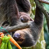 Nickerchen auf Mama