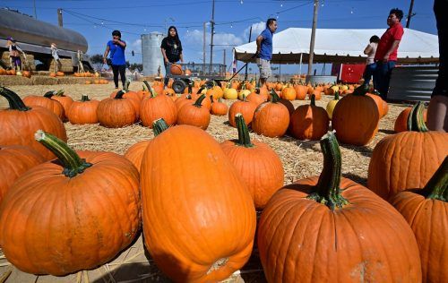 Halloween steht vor der Tür. In Ontario im US-Staat Kalifornien sehen sich Familien nach Kürbissen um. AFP