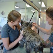 Tiergesundheitsberuf: Hundefriseurin