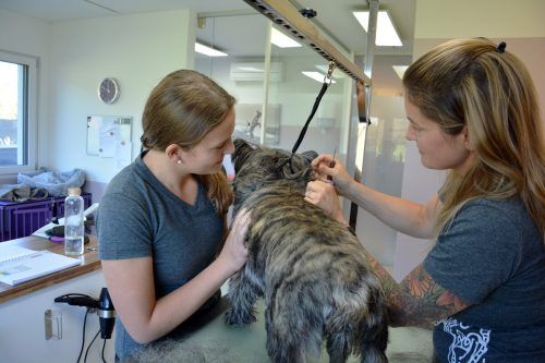 Hundefriseurin Melanie Rhomberg erklärt Leonie wie ein Hund getrimmt wird.  CRO
